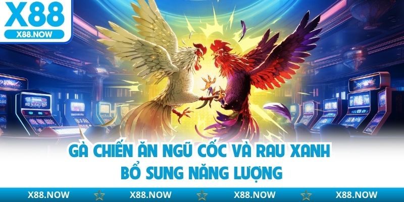 Gà chiến ăn ngũ cốc và rau xanh bổ sung năng lượng